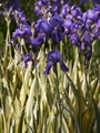 Iris pallida Variegata Kosaciec